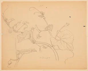 Study of Squash Vines