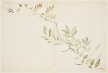 Study of Wisteria Foliage
