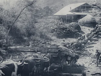 A Wagon Break-down, Scotsman Reef, Baberton