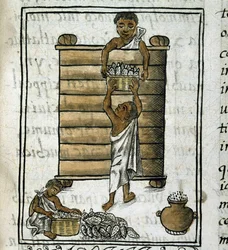 Codex of the conquest of Mexico: Corn Harvest