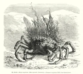 European spider crab (Maja squinado)
