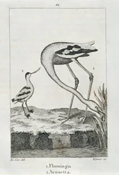 Flamingo and Avosetta, from 