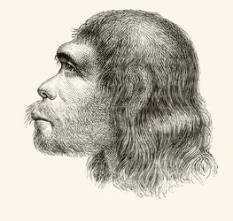 Head of a Neanderthal Man, from 
