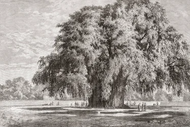 The Tule Tree at Santa María del Tule