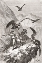 Édouard François André Attacked by Condors Near Calacali