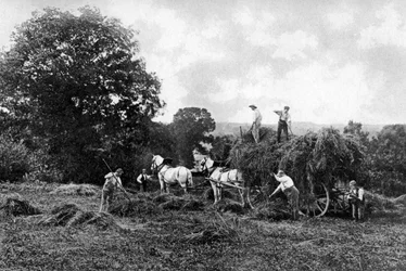 Haymaking, 1911-1912