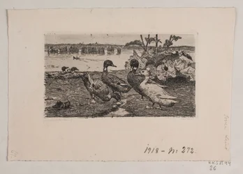 Ducks
