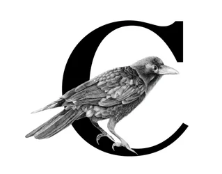 C is for Crow