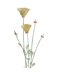California Poppy