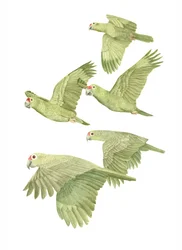 Costa Rica Red Lored Parrots