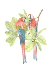 Costa Rica Scarlet Macaw