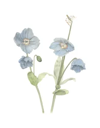 Himalayan Blue Poppy