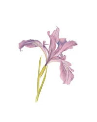 Portrait of an Iris