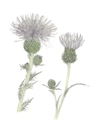 Thistle