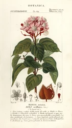 Achiote or lipstick tree, Bixa orellana