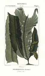 Acid Weed or Mermaid’s Hair, Desmarestia dresnayi