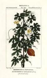 African cucumber, Momordica balsamina