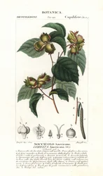 American hazelnut, Corylus americana