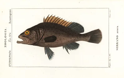 Black grouper, Mycteroperca bonaci