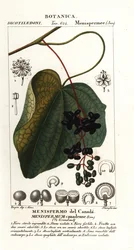 Canadian Moonseed