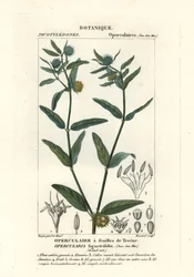 Coarse Stinkweed