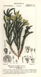 Common Cotton Bush, Berzelia lanuginosa