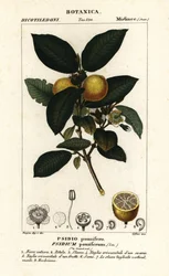 Common guava