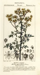 Common rue or herb of grace, Ruta graveolens