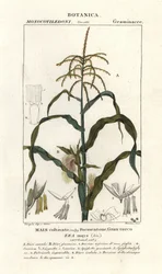 Corn or maize, Zea mays