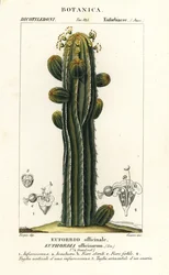Euphorbia officinarum