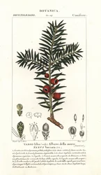 European Yew Tree