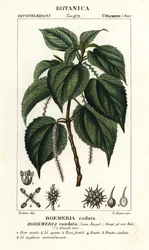 False nettle, Boehmeria caudata