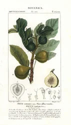Fig tree and fruit, Ficus carica