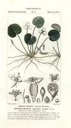 Frogbit