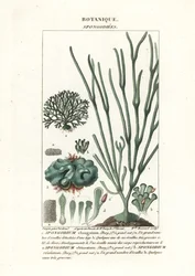 Green algae Spongodium species