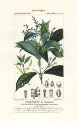 Hedyosmum Bonplandianum, Kunth