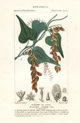 Himber Tree, Rajania Cordata