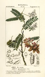 Jequirity bean or rosary pea