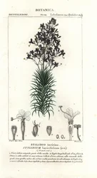 Larch-leaf or tree triggerplant