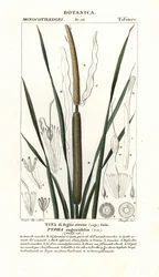 Lesser bulrush