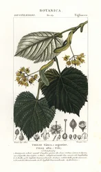 Lime tree or linden tree, Tilia alba