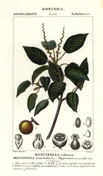 Manchineel or beach apple tree