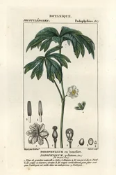 Mayapple
