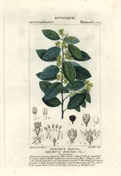 Mediterranean buckthorn, Rhamnus alaternus