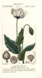 Opium Poppy