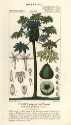 Papaya, papaw or pawpaw tree and fruit