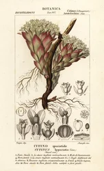 Parasitic plant