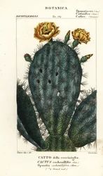 Prickly Pear
