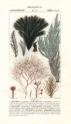 Red Algae Seaweed Species