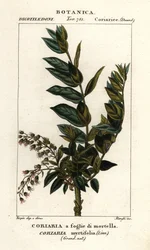 Redoul tree